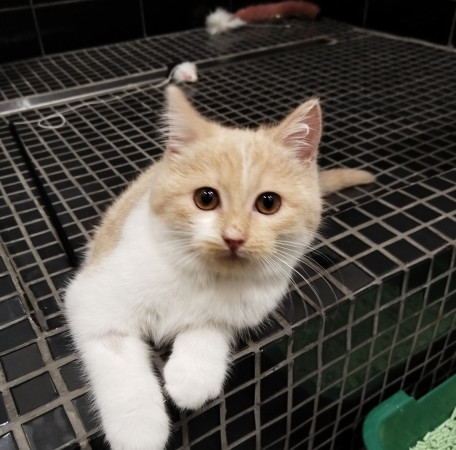 Молодая и активная кошечка Мотя ищет дом. В дар!, котенок 5 месяцев