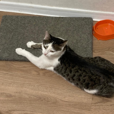 Кошка Бусинка в поиске дома. В дар!, Белый, Медведково, Кошка в хорошие руки