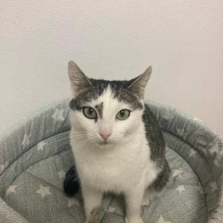 Кошка Бусинка в поиске дома. В дар!, Белый, Медведково, Кошка в хорошие руки