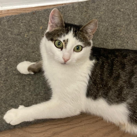 Кошка Бусинка в поиске дома. В дар!, Белый, Медведково, Кошка в хорошие руки