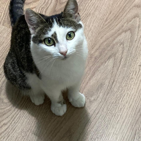 Кошка Бусинка в поиске дома. В дар!, Белый, Медведково, Кошка в хорошие руки