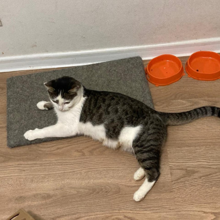 Кошка Бусинка в поиске дома. В дар!, Белый, Медведково, Кошка в хорошие руки