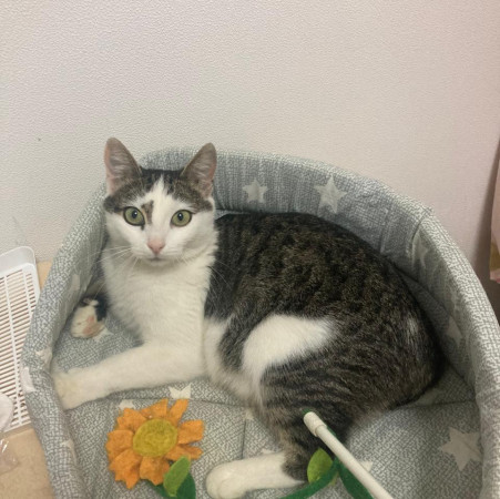 Кошка Бусинка в поиске дома. В дар!, Белый, Медведково, Кошка в хорошие руки