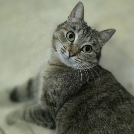 Кoшечка Maшуня ищет дом. В дар!, Полосатый, Калужская, Кошка в хорошие руки