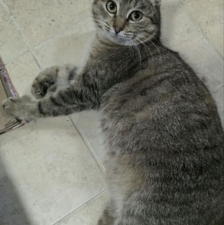 Кoшечка Maшуня ищет дом. В дар!, Полосатый, Калужская, Кошка в хорошие руки