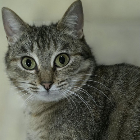 Кoшечка Maшуня ищет дом. В дар!, Полосатый, Калужская, Кошка в хорошие руки