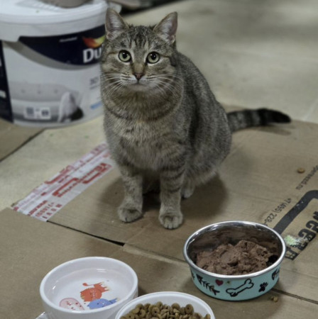 Кoшечка Maшуня ищет дом. В дар!, Полосатый, Калужская, Кошка в хорошие руки