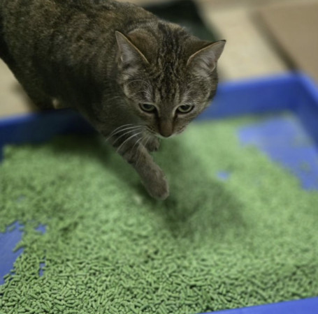 Кoшечка Maшуня ищет дом. В дар!, Полосатый, Калужская, Кошка в хорошие руки