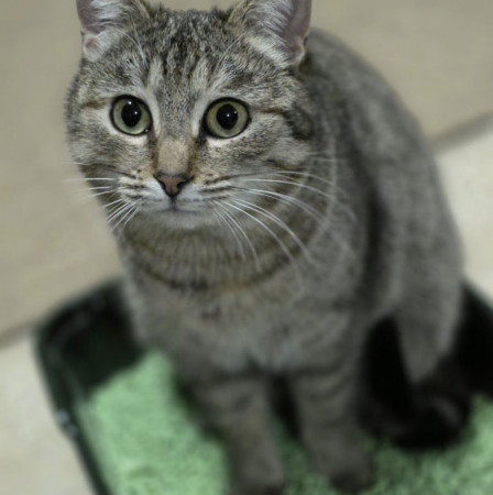 Кoшечка Maшуня ищет дом. В дар!, Полосатый, Калужская, Кошка в хорошие руки