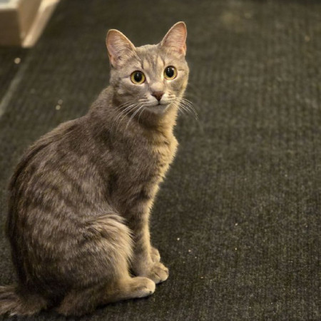 Кoтенок Tучкa ищет новую семью. В дар!, котенок 6 месяцев