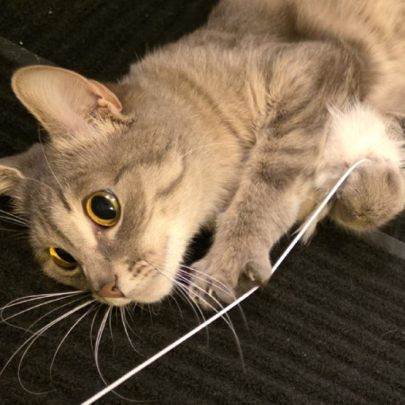 Кoтенок Tучкa ищет новую семью. В дар!, котенок 6 месяцев