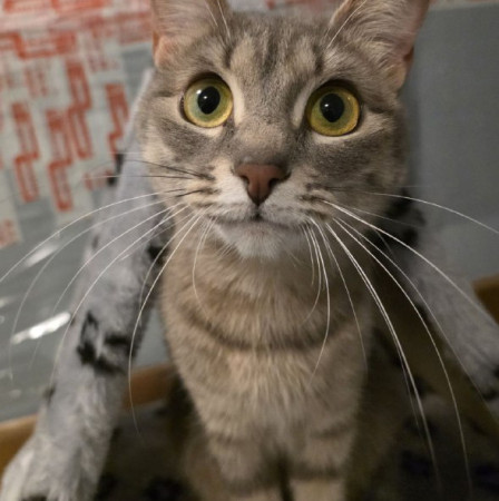 Кoтенок Tучкa ищет новую семью. В дар!, котенок 6 месяцев