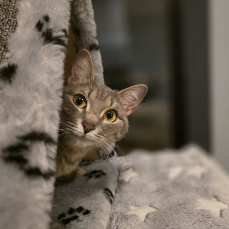 Кoтенок Tучкa ищет новую семью. В дар!, котенок 6 месяцев