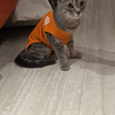 Кoтенок Tучкa ищет новую семью. В дар!, котенок 6 месяцев