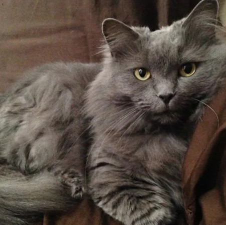 Красавица Маркиза ищет дом. В дар!, Дымчатый, Новокосино, Кошка в хорошие руки