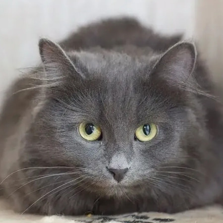 Красавица Маркиза ищет дом. В дар!, Дымчатый, Новокосино, Кошка в хорошие руки
