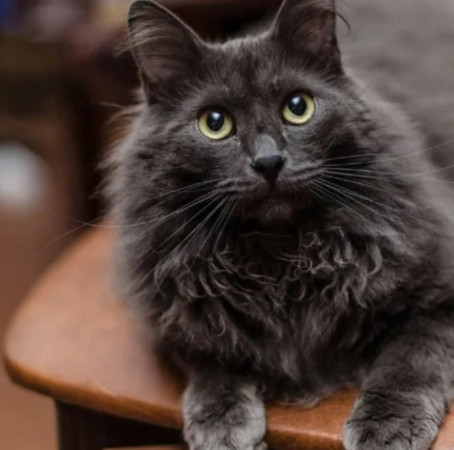 Красавица Маркиза ищет дом. В дар!, Дымчатый, Новокосино, Кошка в хорошие руки