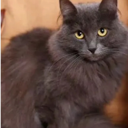 Красавица Маркиза ищет дом. В дар!, Дымчатый, Новокосино, Кошка в хорошие руки