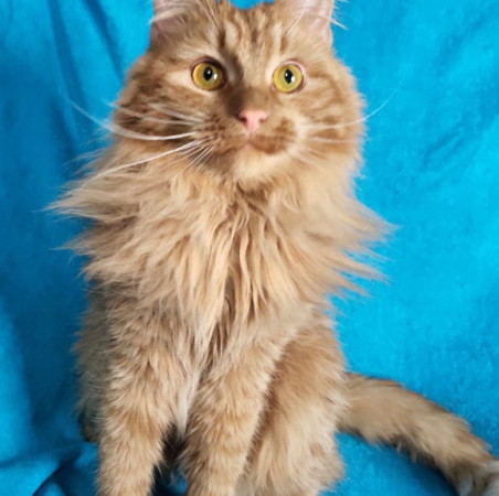 Рыжий Чупсик ищет домик, Рыжий, Новокосино, Кот в добрые руки