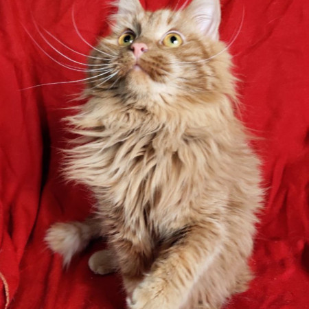 Рыжий Чупсик ищет домик, Рыжий, Новокосино, Кот в добрые руки