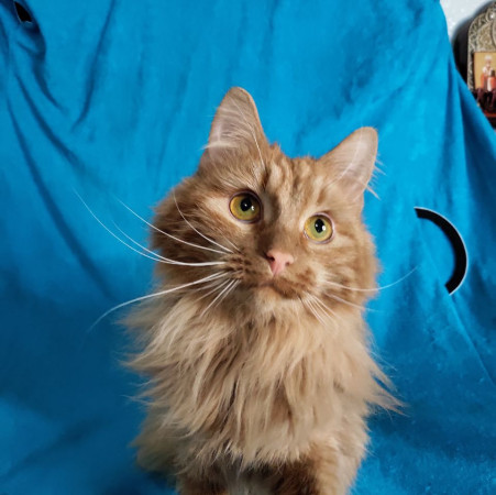 Рыжий Чупсик ищет домик, Рыжий, Новокосино, Кот в добрые руки