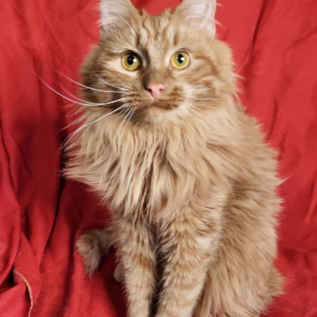 Рыжий Чупсик ищет домик, Рыжий, Новокосино, Кот в добрые руки