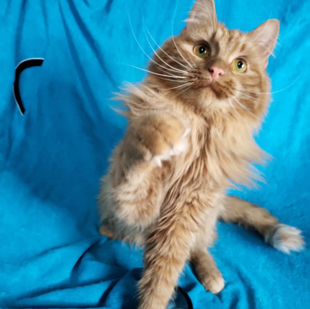 Рыжий Чупсик ищет домик, Рыжий, Новокосино, Кот в добрые руки