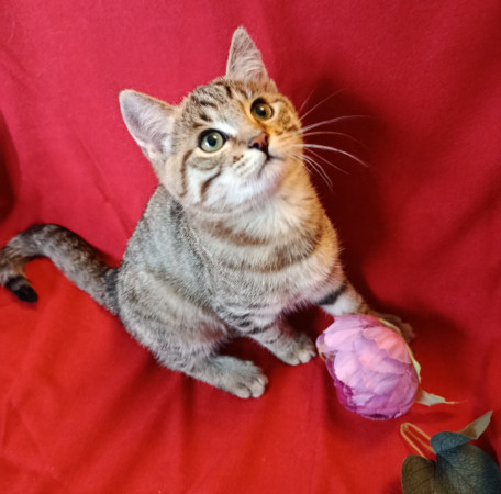 Котенок Милашка ищет дом. В дар!, котенок 3 месяца