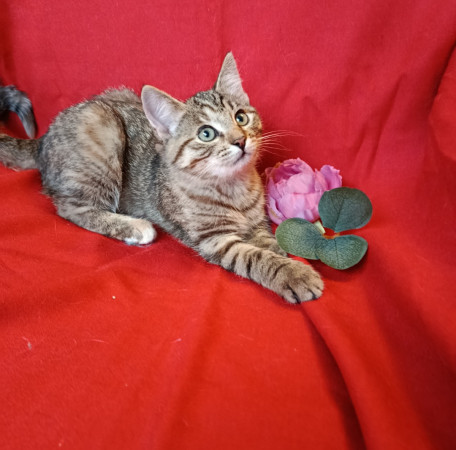 Котенок Милашка ищет дом. В дар!, котенок 3 месяца