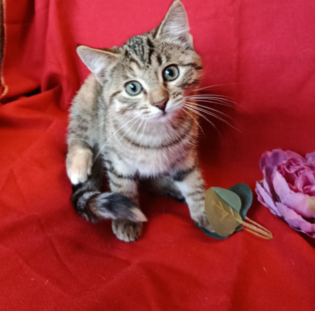 Котенок Милашка ищет дом. В дар!, котенок 3 месяца