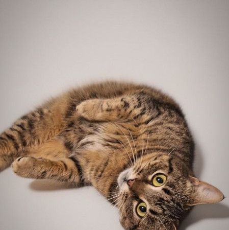 Уникальная Мурка из МурМяу ищет дом. В дар! , Табби, Котельники, Кошка в хорошие руки