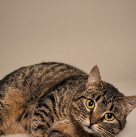 Уникальная Мурка из МурМяу ищет дом. В дар! , Табби, Котельники, Кошка в хорошие руки