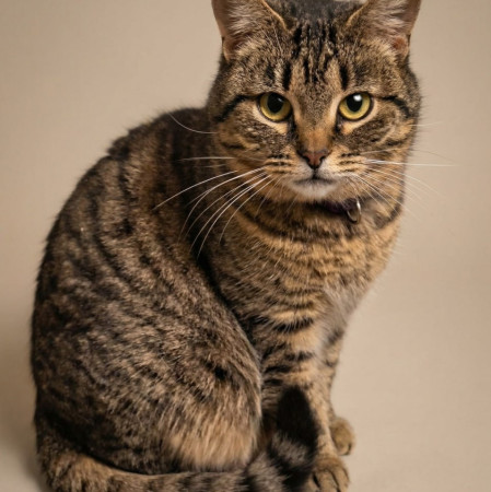 Уникальная Мурка из МурМяу ищет дом. В дар! , Табби, Котельники, Кошка в хорошие руки