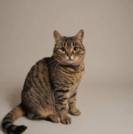 Уникальная Мурка из МурМяу ищет дом. В дар! , Табби, Котельники, Кошка в хорошие руки