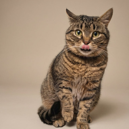 Уникальная Мурка из МурМяу ищет дом. В дар! , Табби, Котельники, Кошка в хорошие руки