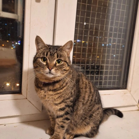 Уникальная Мурка из МурМяу ищет дом. В дар! , Табби, Котельники, Кошка в хорошие руки