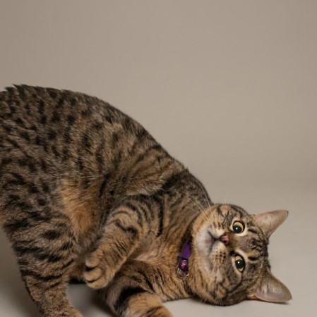 Уникальная Мурка из МурМяу ищет дом. В дар! , Табби, Котельники, Кошка в хорошие руки