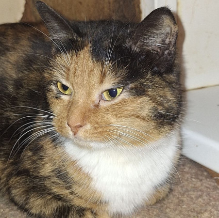 Триша из МурМяу ищет дом. В дар! , Трёхцветный, Котельники, Кошка в хорошие руки