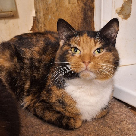 Триша из МурМяу ищет дом. В дар! , Трёхцветный, Котельники, Кошка в хорошие руки