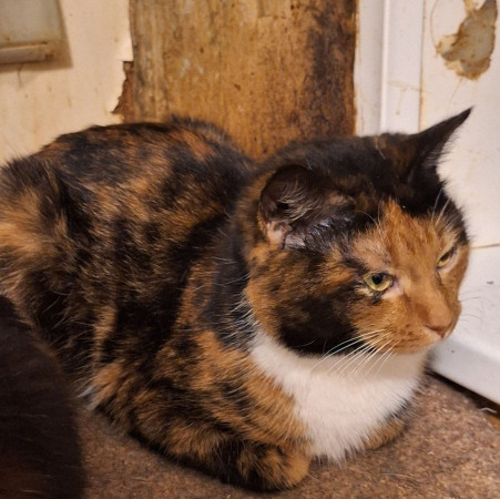 Триша из МурМяу ищет дом. В дар! , Трёхцветный, Котельники, Кошка в хорошие руки