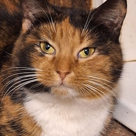 Триша из МурМяу ищет дом. В дар! , Трёхцветный, Котельники, Кошка в хорошие руки