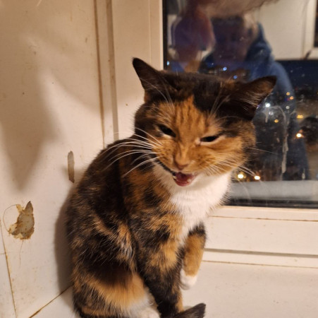 Триша из МурМяу ищет дом. В дар! , Трёхцветный, Котельники, Кошка в хорошие руки