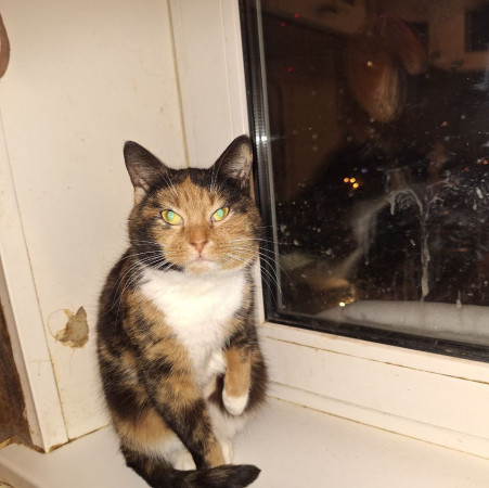 Триша из МурМяу ищет дом. В дар! , Трёхцветный, Котельники, Кошка в хорошие руки