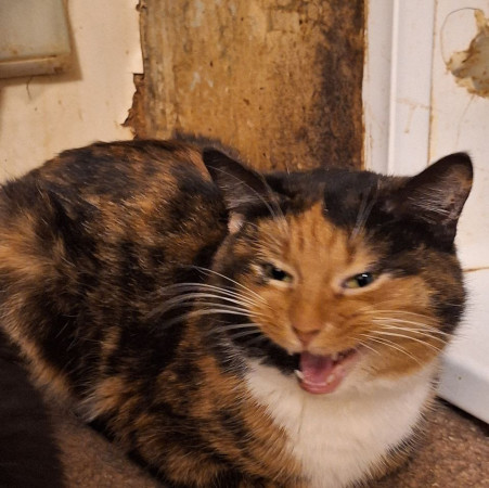 Триша из МурМяу ищет дом. В дар! , Трёхцветный, Котельники, Кошка в хорошие руки