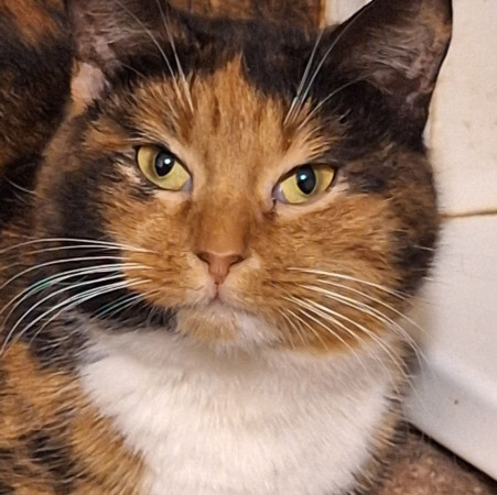 Триша из МурМяу ищет дом. В дар! , Трёхцветный, Котельники, Кошка в хорошие руки