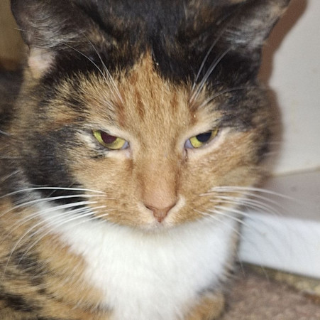 Триша из МурМяу ищет дом. В дар! , Трёхцветный, Котельники, Кошка в хорошие руки