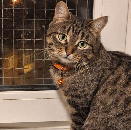 Очаровательная красавица София из МурМяу ищет дом. В дар! 