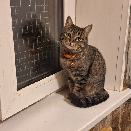 Очаровательная красавица София из МурМяу ищет дом. В дар! 