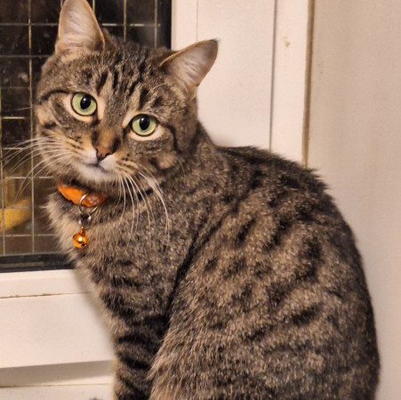 Очаровательная красавица София из МурМяу ищет дом. В дар! 