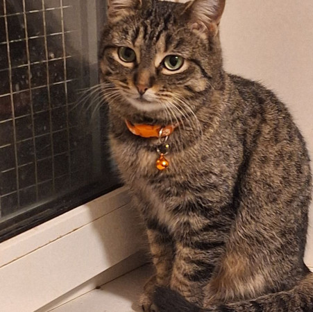 Очаровательная красавица София из МурМяу ищет дом. В дар! , Табби, Котельники, Кошка в хорошие руки